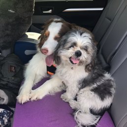 Happy dogs Happy dogs