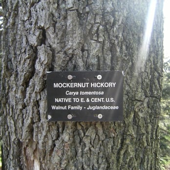 Arnold Arboretum - Parks Near Me - Boston, Massachusetts Arnold Arboretum - Parks Near Me - Boston, Massachusetts