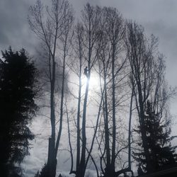 Tidy Timbers Removal Service - Aspen Tree Service, Mitch the Arborist dropping some trees.