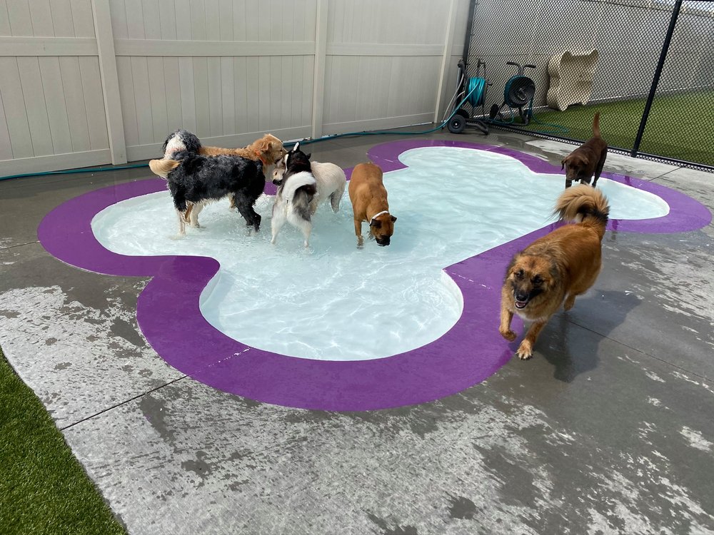 City Bark Thornton - pet boarding facility in Thornton, CO