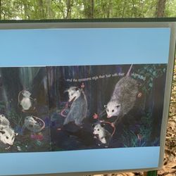 Mashomack Preserve - Possums