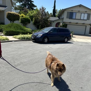 Candy's Dog Salon - Kyra - Pet Groomers Near Me - Fremont, California