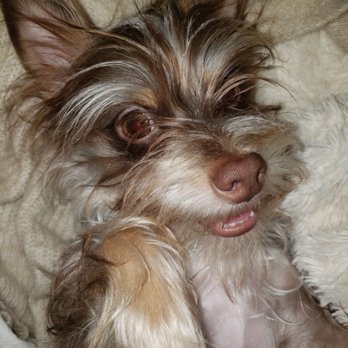 Plush Grooming - Look at my nails! - Pet Groomers Near Me - Las Vegas, Nevada Plush Grooming - Look at my nails! - Pet Groomers Near Me - Las Vegas, Nevada