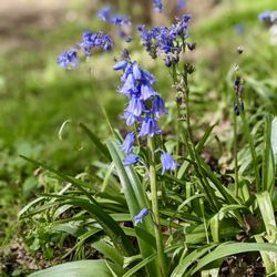 Bluebells in Southwood Country Park (east side)