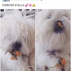 Lakeview Animal Clinic - Our Girl Stella. Always miss you Sweetie. " A Thousand Years"