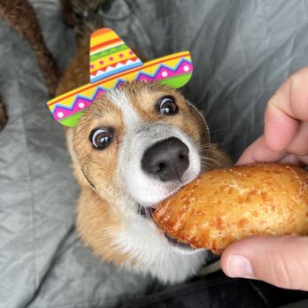 The Seattle Barkery - Cinco de Mayo empanada shenanigans! - Pet Services Near Me - Seattle, Washington