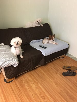 Barks and Purrs Pet Daycare and More..