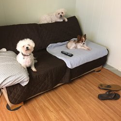 Barks and Purrs Pet Daycare and More.. - Looks like the couch has been fully occupied.