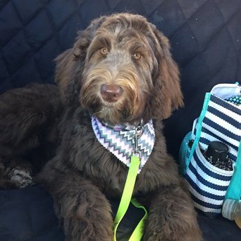 Peachy Kleen - I was such a big girl for my first grooming at Peachy Kleen with Mrs Amanda! - Pet Groomers Near Me - Leland, North Carolina Peachy Kleen - I was such a big girl for my first grooming at Peachy Kleen with Mrs Amanda! - Pet Groomers Near Me - Leland, North Carolina