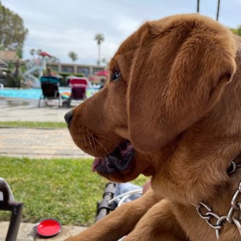 Patron K9 Academy - Pet Training Near Me