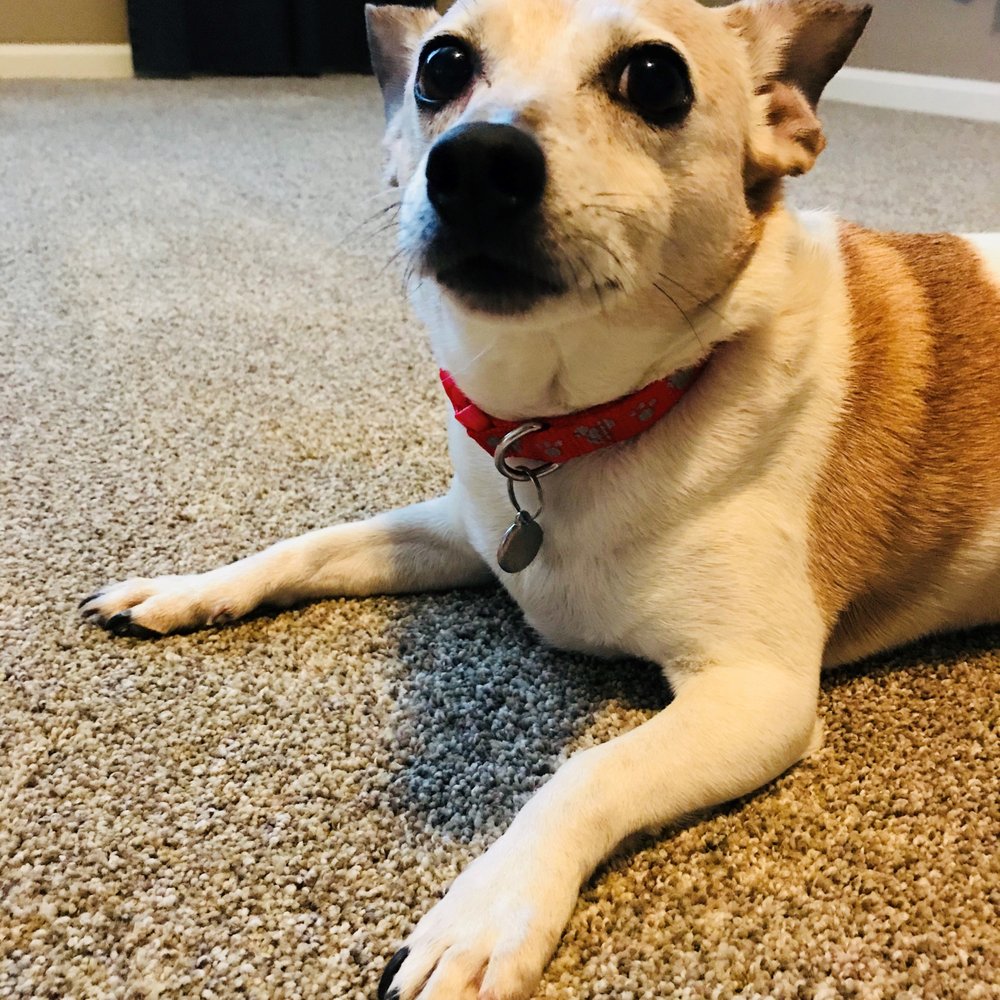 Bair Rugs Carpet Mill Outlet - Stainmaster PetProtect carpet for this little monster! - Carpeting Near Me - Salida, California