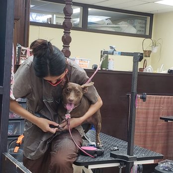Wan Wan Paradise - Pet Groomers Near Me - Honolulu, Hawaii Wan Wan Paradise - Pet Groomers Near Me - Honolulu, Hawaii