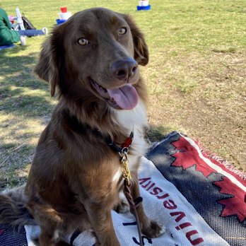 Canine Dimensions - Pet Training Near Me Canine Dimensions - Pet Training Near Me