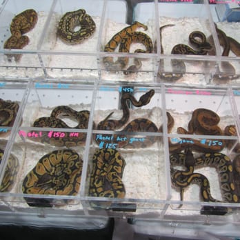 Reptile Show - Arts & Entertainment Near Me - Sacramento, California Reptile Show - Arts & Entertainment Near Me - Sacramento, California