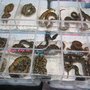 Photo of Reptile Show