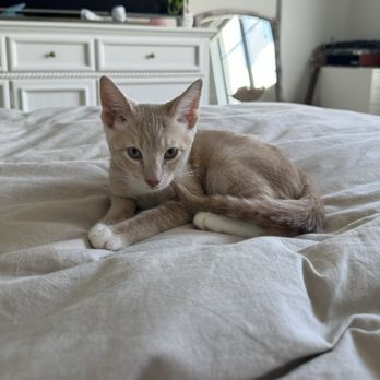 United For Animals Rescue - My new baby Niko - Animal Shelters Near Me - Margate, Florida