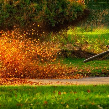 Standard Lawn Care - Fall clean up at Standard Lawn Care - Gardeners Near Me - Treasure Island, Florida Standard Lawn Care - Fall clean up at Standard Lawn Care - Gardeners Near Me - Treasure Island, Florida