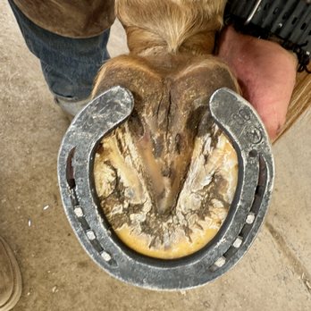 Mccormick Farrier Services - Farriers Near Me Mccormick Farrier Services - Farriers Near Me