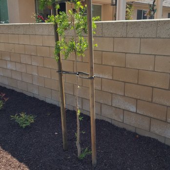 Re-Leaf Landscape - 15 gal bottle brush tree - Landscaping Near Me - Winchester, California Re-Leaf Landscape - 15 gal bottle brush tree - Landscaping Near Me - Winchester, California