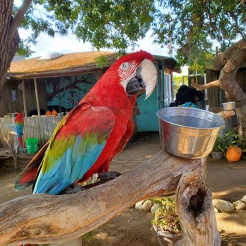 Free Flight - Animal Shelters Near Me - Del Mar, California Free Flight - Animal Shelters Near Me - Del Mar, California