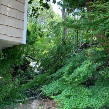 All Island Tree Service - Before - Tree Services Near Me - Freeport, New York All Island Tree Service - Before - Tree Services Near Me - Freeport, New York