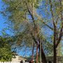 Photo of Page's Professional Tree Service