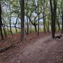 Photo of Bald Eagle - Off-Leash Dog Park