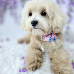 Happy Tails 808 Dog Grooming & Spa - After