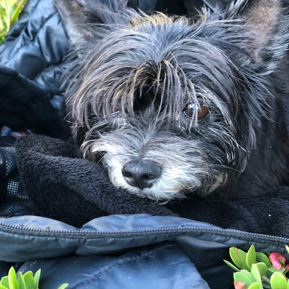 Wags Paws & Heart - Tired Little Beast - Too Much Nature! - Dog Walkers Near Me Wags Paws & Heart - Tired Little Beast - Too Much Nature! - Dog Walkers Near Me