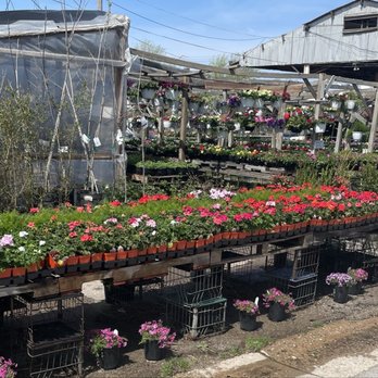 Pam's Plants - Flowers - Nurseries & Gardening Near Me - Oklahoma City, Oklahoma Pam's Plants - Flowers - Nurseries & Gardening Near Me - Oklahoma City, Oklahoma