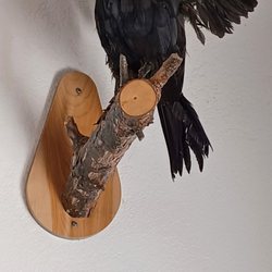 Raven's Nest - Raven on wall watching over the dining room
