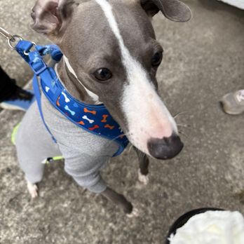 Farmhouse Coffee - Pupcup! - Coffee & Tea Near Me - Cleveland, Georgia Farmhouse Coffee - Pupcup! - Coffee & Tea Near Me - Cleveland, Georgia