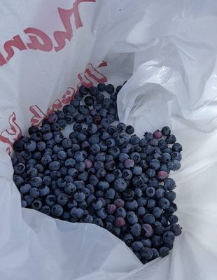 Larsen Lake Blueberry Farm by null