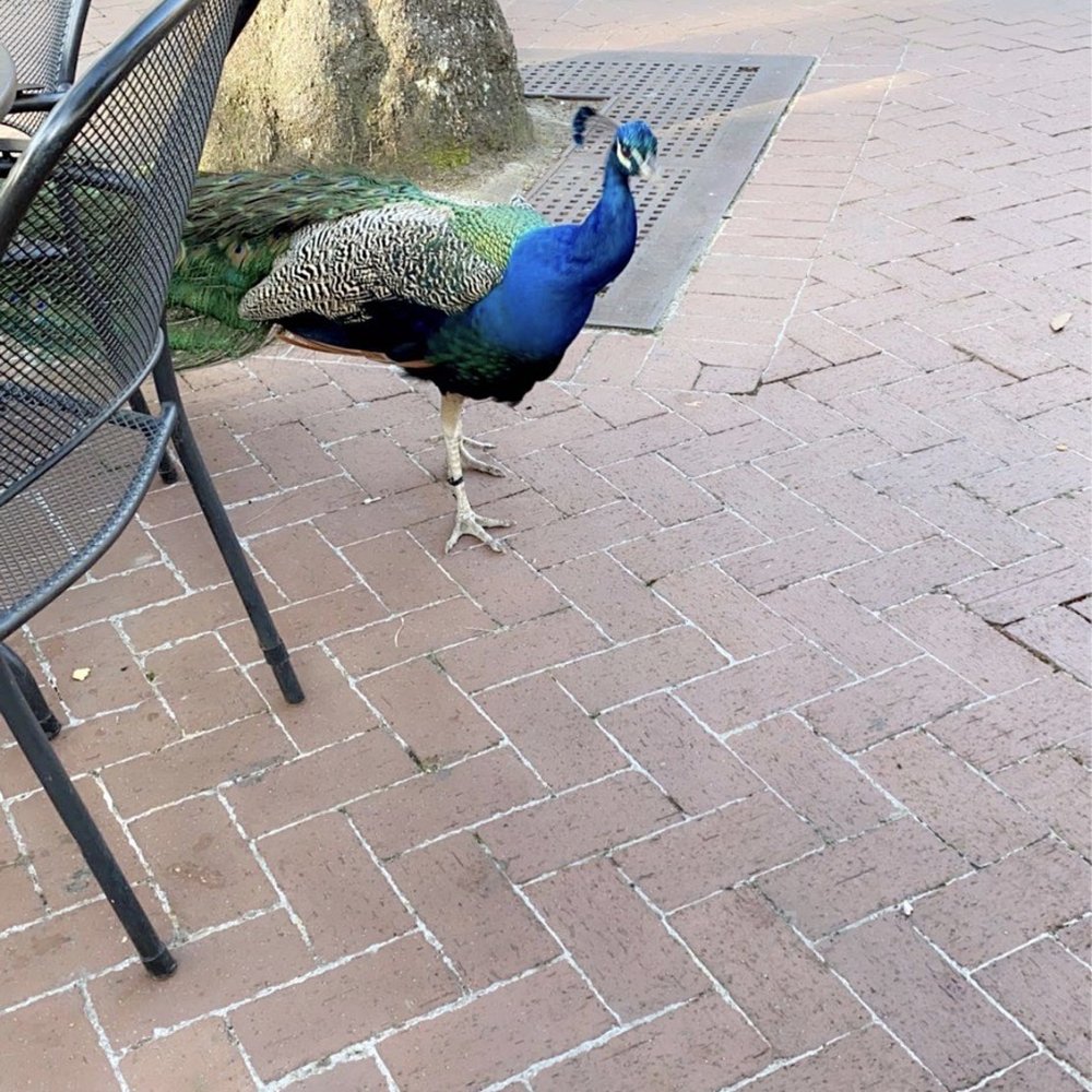 Cool Zoo - Peacock - Swimming Pools Near Me - New Orleans, Louisiana