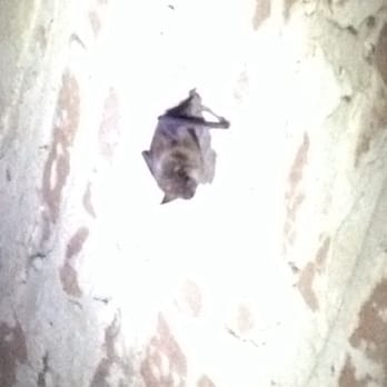 C&O Canal Towpath - Bats - Parks Near Me - Cumberland, Maryland