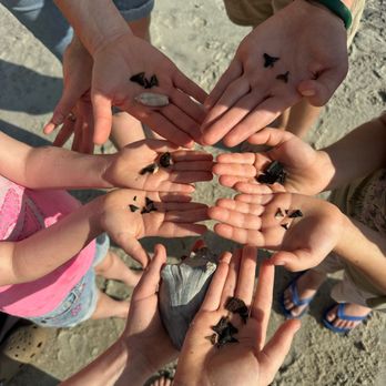 Tybee Shark Teeth Tours - Walking Tours Near Me