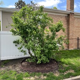 Overgrown lilac - A lush green shrub with dense foliage is planted in a circular bed bordered by a metal edging. The shrub is located in a backyard area adjacent to a white vinyl fence and a brick house with a chimney. The yard has patches of grass and a paved walkway nearby, with a partly cloudy sky overhead.