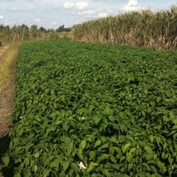Thomas Produce Company