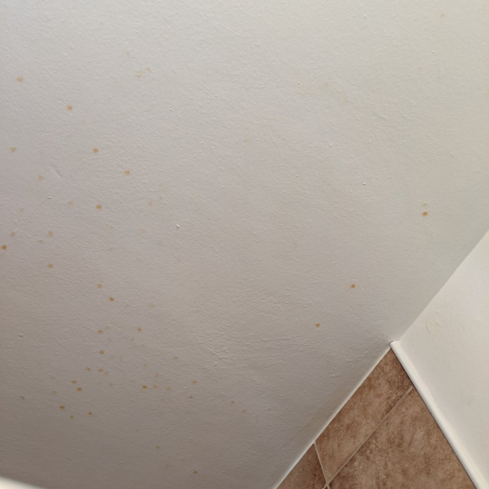 Spit Shine Cleaning and Floor Service - Tracey forgot about cleaning the mildew spots. - Home Cleaning Near Me Spit Shine Cleaning and Floor Service - Tracey forgot about cleaning the mildew spots. - Home Cleaning Near Me