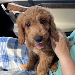 Mini golden doodle Mini golden doodle