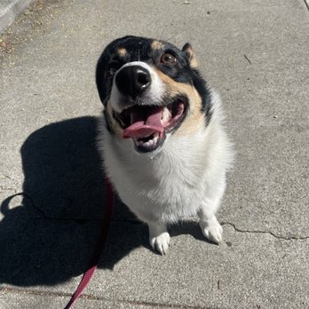 Sky's the Limit Pet Service - Dog Walkers Near Me Sky's the Limit Pet Service - Dog Walkers Near Me