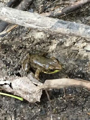 Clifford Park by null