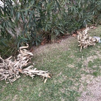 Mountain View Lawn Care - Dead trimmings from inside the plant - Landscaping Near Me Mountain View Lawn Care - Dead trimmings from inside the plant - Landscaping Near Me