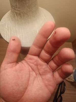 HotelTonight by null