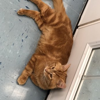 Second Chance Pet Adoptions - Animal Shelters Near Me - Raleigh, North Carolina
