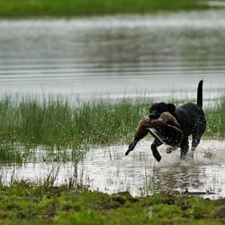 Rogue Retrievers