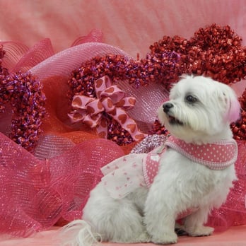 Goochie Poochie Doggie - Kira's valentine pink ears - Pet Sitting Near Me - Destin, Florida