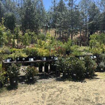 The Meadow - Yoga Near Me - Placerville, California