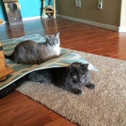 Denise's Home Sweet Home Pet Sitting - Ceaser and Weasley