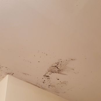 The Flats - Black mold - University Housing Near Me - Normal, Illinois